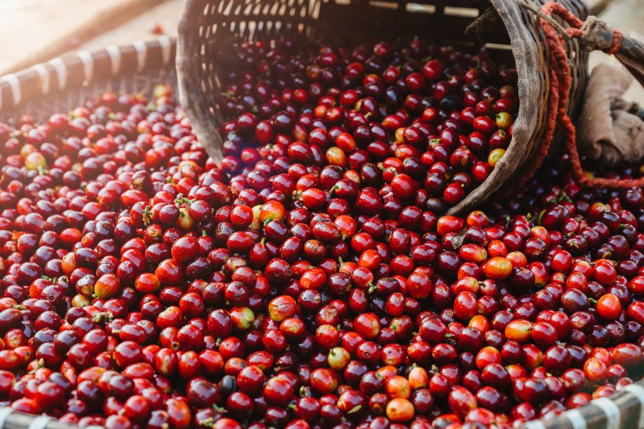 Rwandan Arabica Red Bourbon (Specialty Green Coffee)
