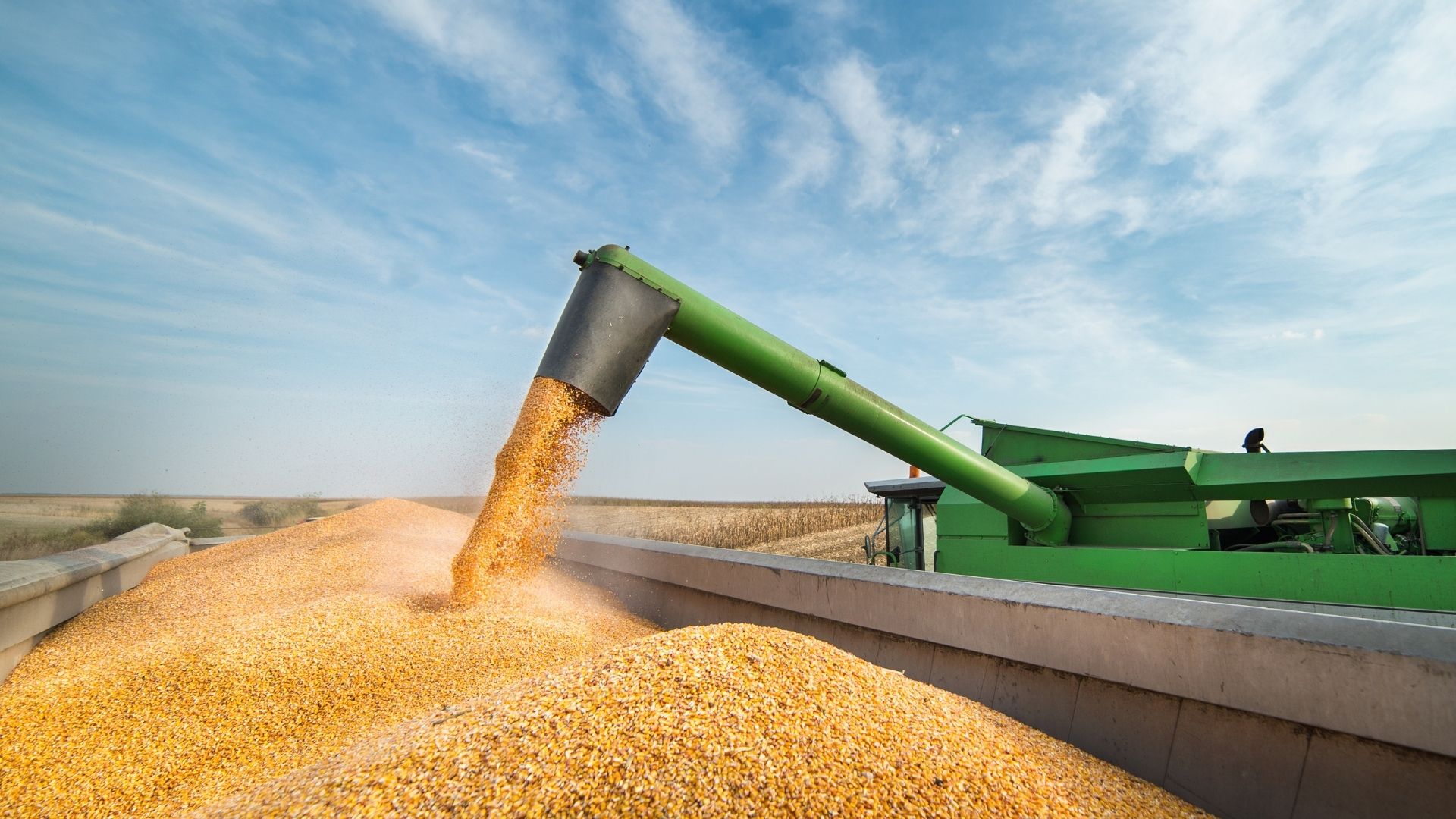 Combine harvester auger transferring graded grain into a trailer at origin