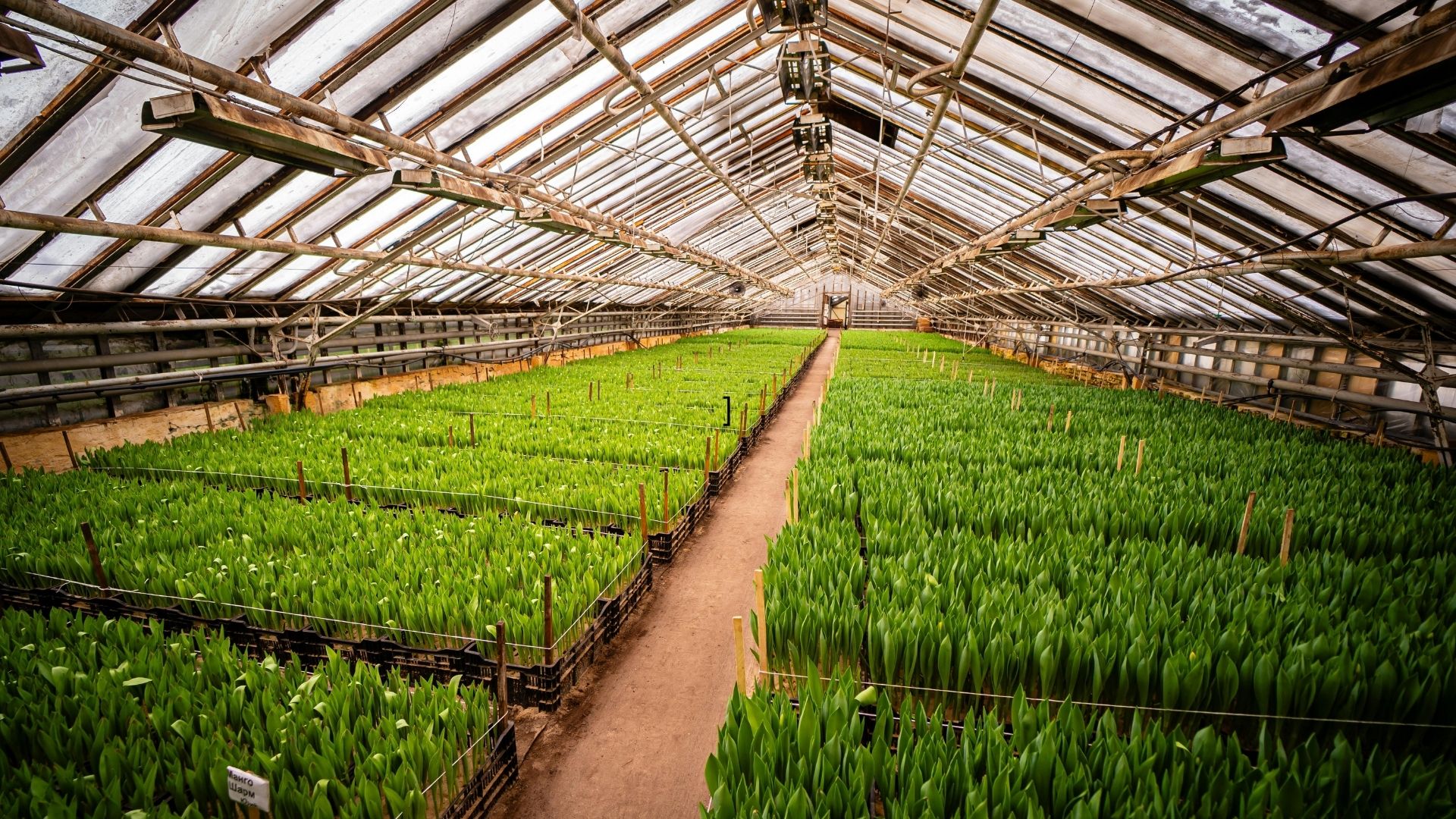 Industrial solar-thermal drying facility with rows of botanical crops under a greenhouse roof
