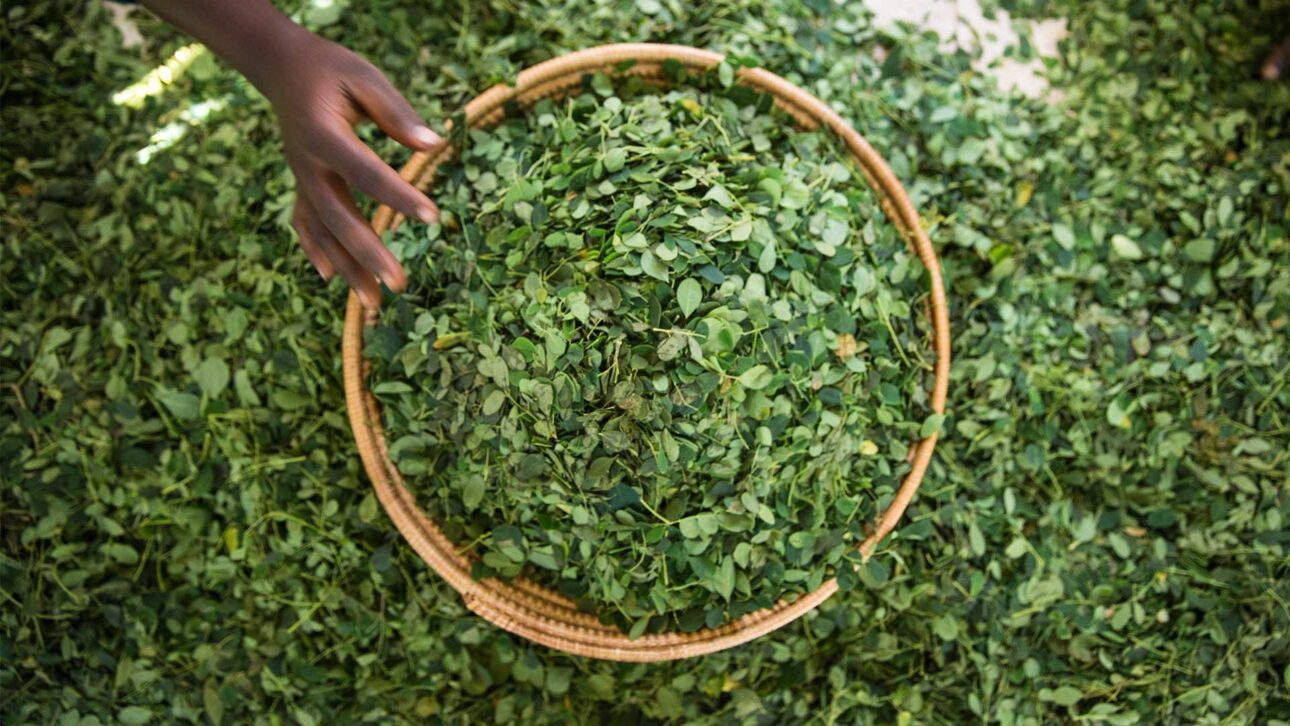 Cinnamon Herbal Tea