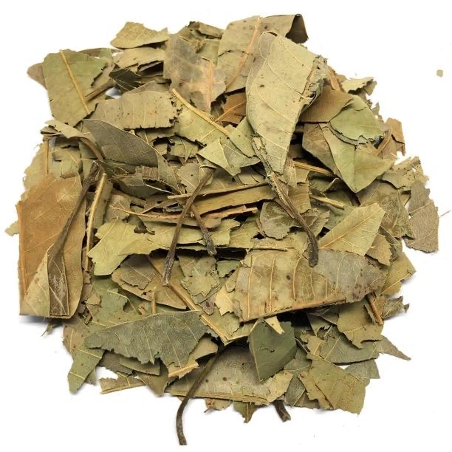 Dried Mango Leaves (Mangifera indica)