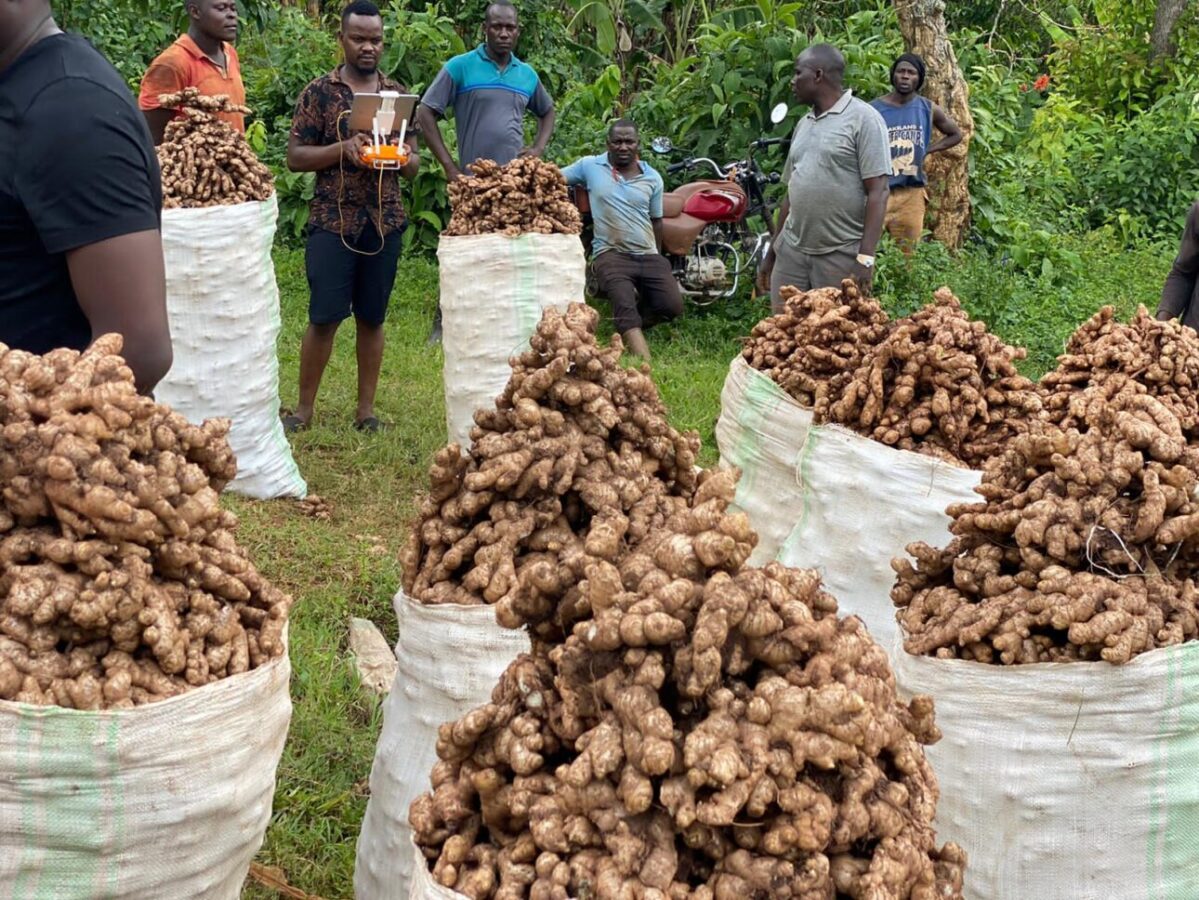 Raw Ginger (Zingiber officinale)